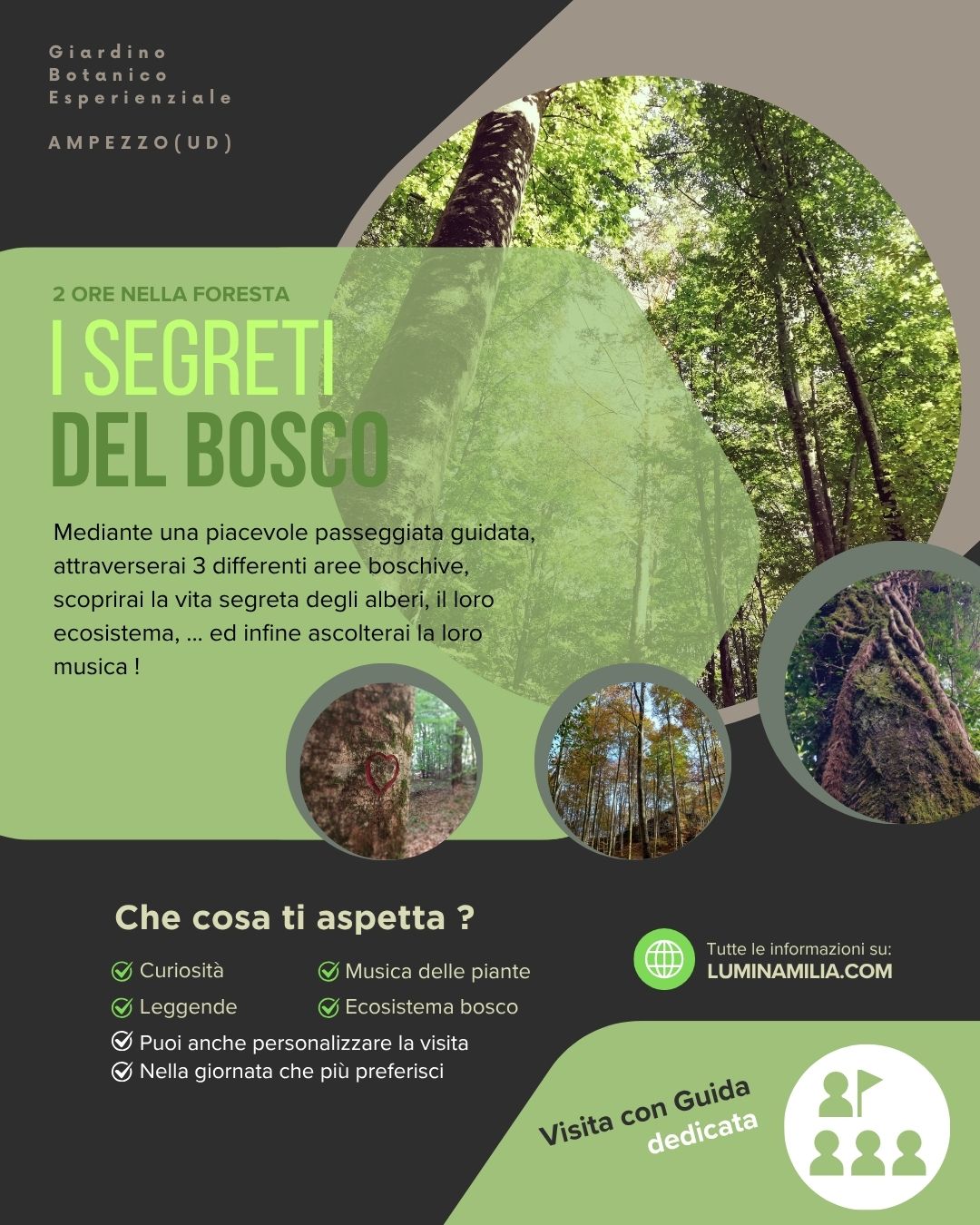 I segreti del bosco +