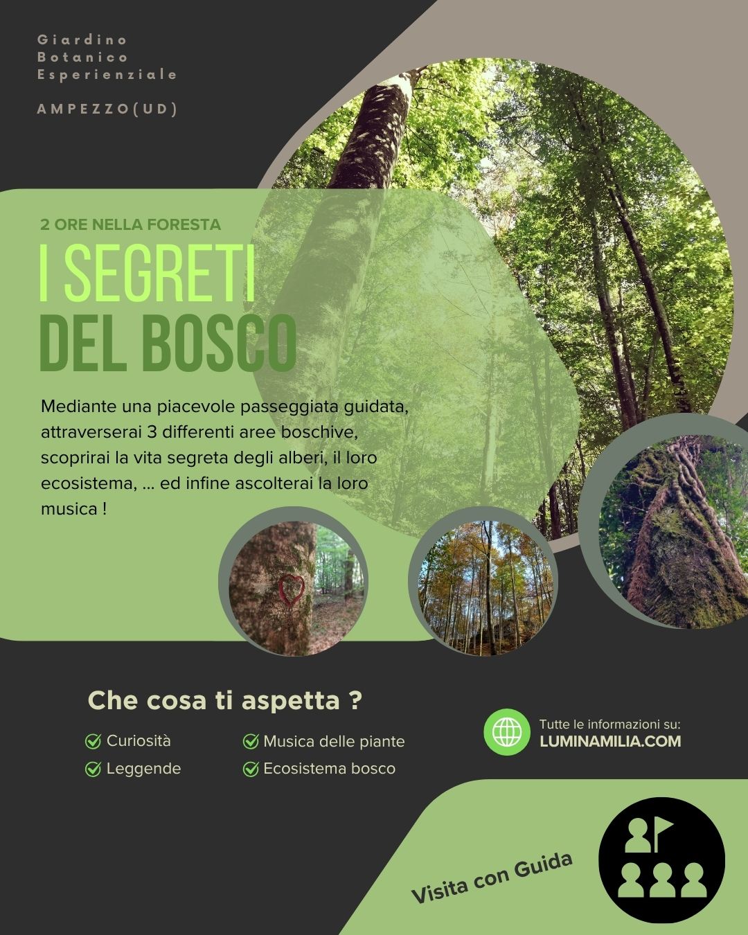 I segreti del bosco