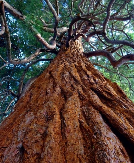 segre-albero